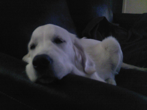 slaapjes doen op de bank 