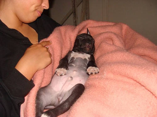 Ramses A.K.A the Gremlin slaapt