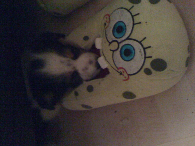 Spongebob was eating me