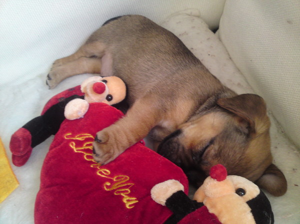 Mijn kleine knuffelbeesie!!!