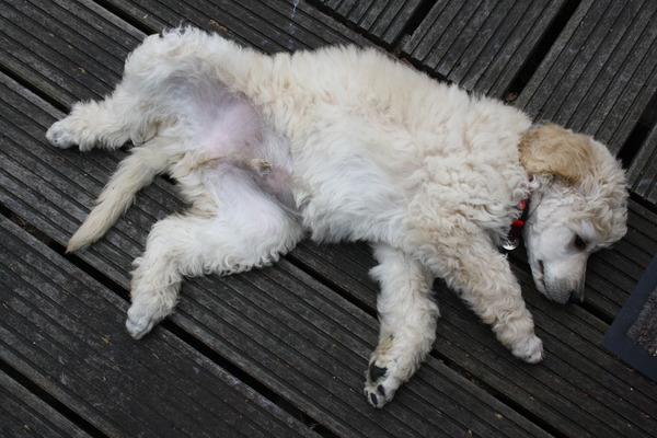 buikje moet ook bruin worden