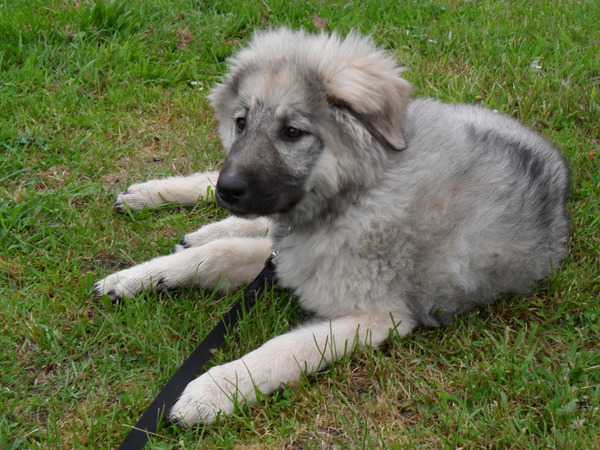 Kaukasische Owcharka