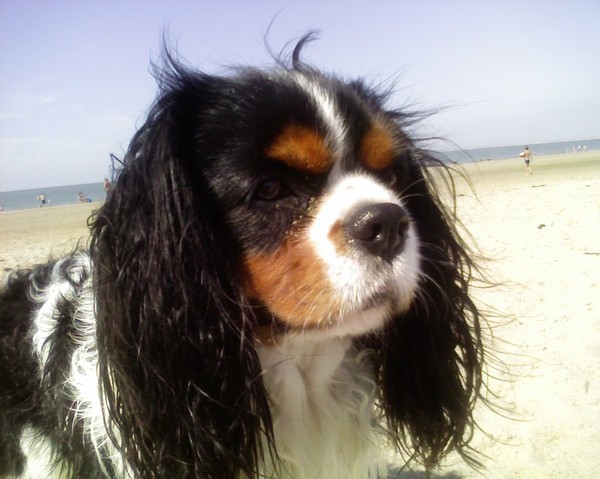 Cavalier King Charles Spaniel