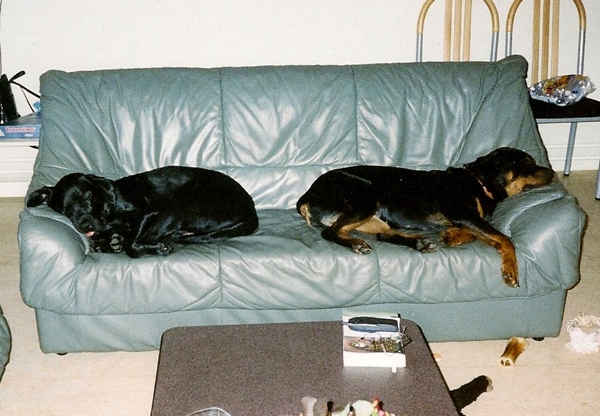 If you want the best seat in the house, you have to move the dog