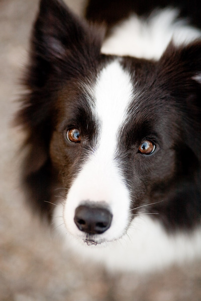 Border Collie