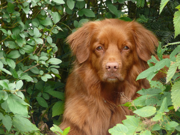 Nova Scotia Duck Tolling Retriever