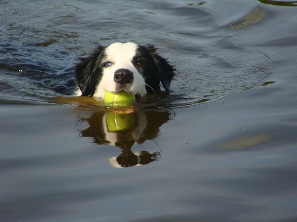 met de bal in het water 