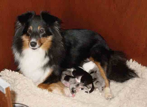 Lekker Chillen met mijn puppies