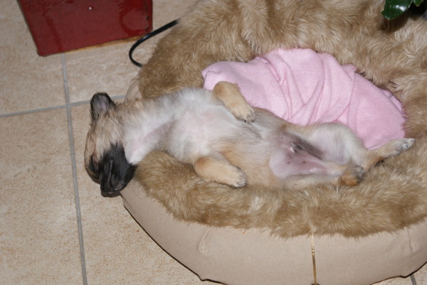 Tj chihuahua 14 weken