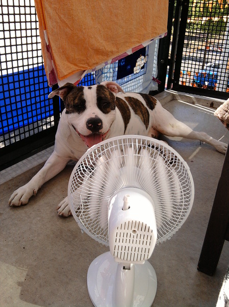 Kyra @ balkon met dr ventilator...