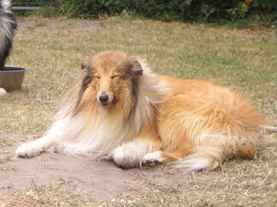 Shahdaroba's collies