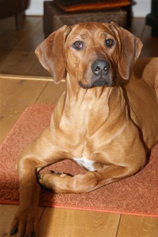 Rhodesian Ridgeback