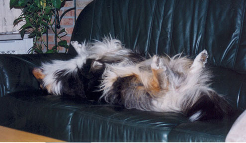 Shahdaroba's collies