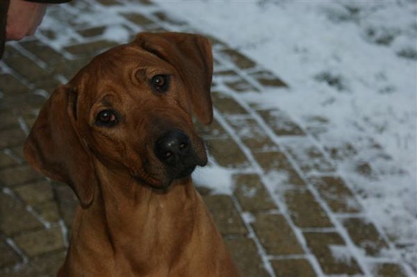 Rhodesian Ridgeback