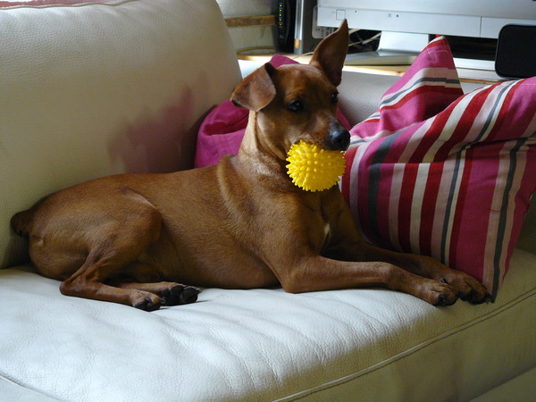 mijn balleke al in mijn muil...vertrekkens klaar