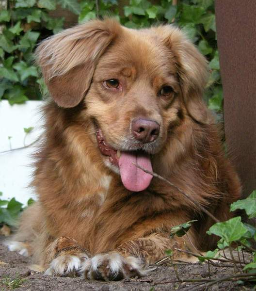 Nova Scotia Duck Tolling Retriever