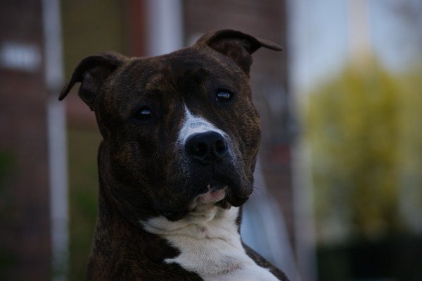 American Staffordshire Terrier