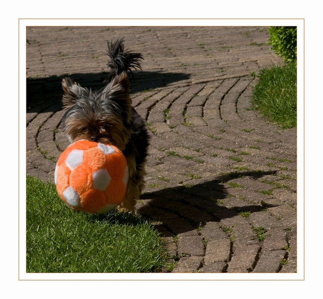 scheids hier is de bal