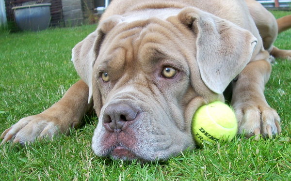 deze bal bewaak ik!!