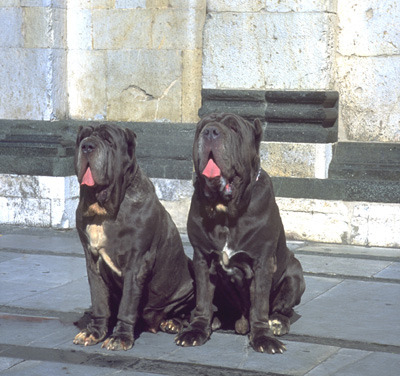 Mastino Napoletano