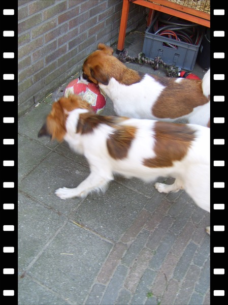 broertjes vechten om de bal