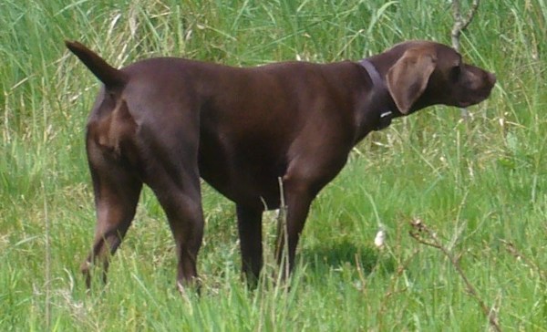 Duitse Staande Hond, Korthaar