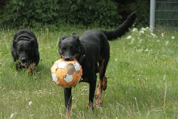 pak hem dan als je kan