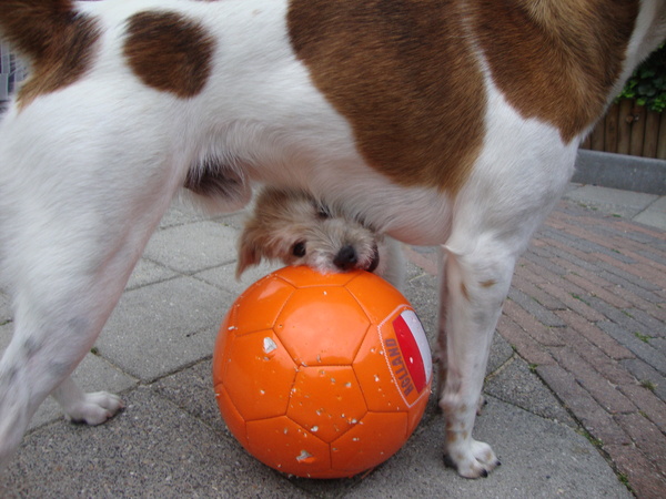 DE KLEINE WESLEY SNEIJDER