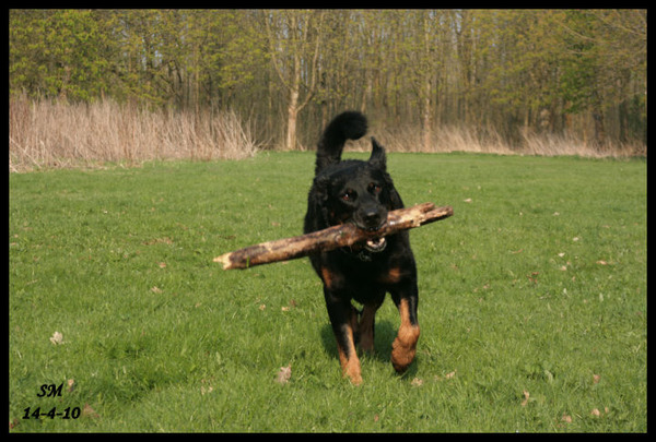 Beauceron