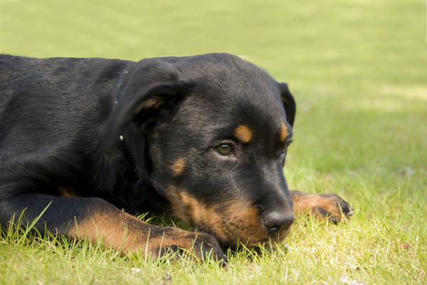 Rottweiler