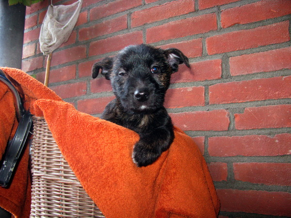 Voor het eerst in de fietsmand