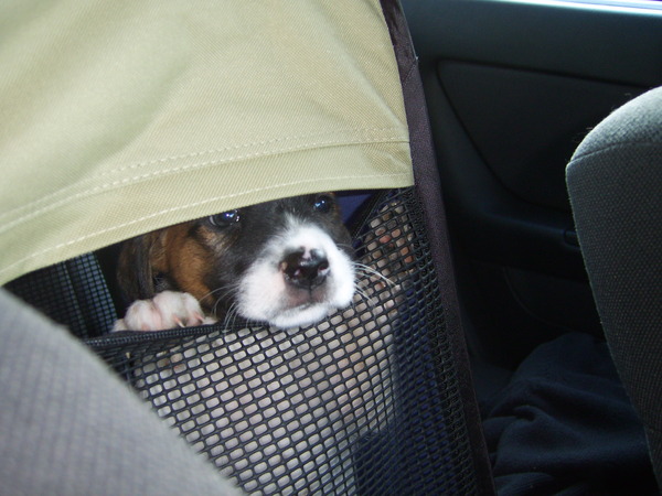 kiekeboe vanaf de achterbank