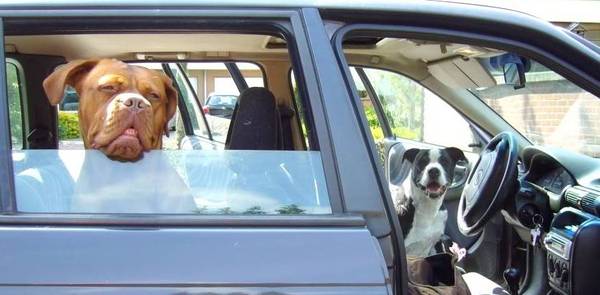 Spike en Rebbel in de auto...