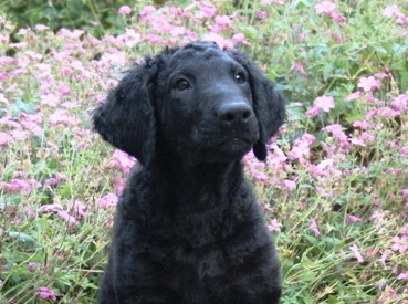 Curly Coated Retriever