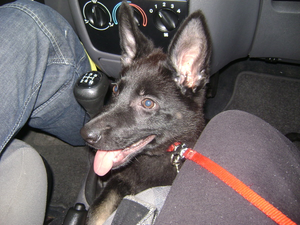 Roxy tussen ons in, in de auto:D