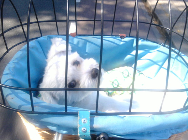 Diesel voor in het mandje!