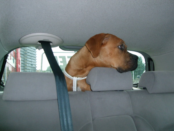 mijn puppy in de kofferbak !