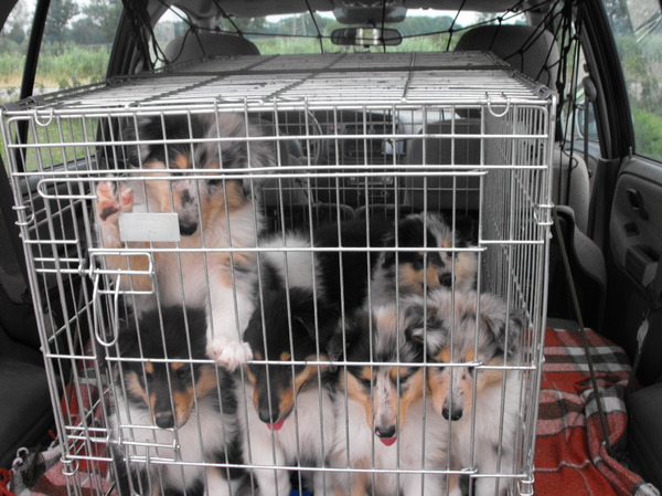 We gaan naar de hondendokter