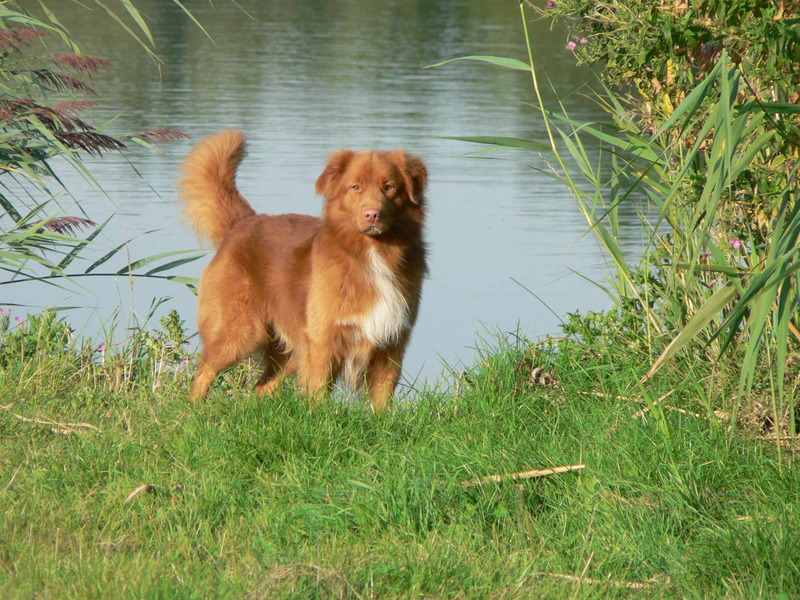 Nova Scotia Duck Tolling Retriever