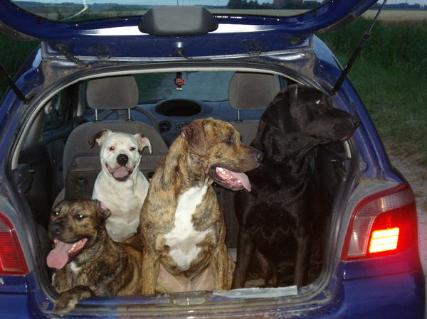 Mogen we echt niet terug naar het bos?????