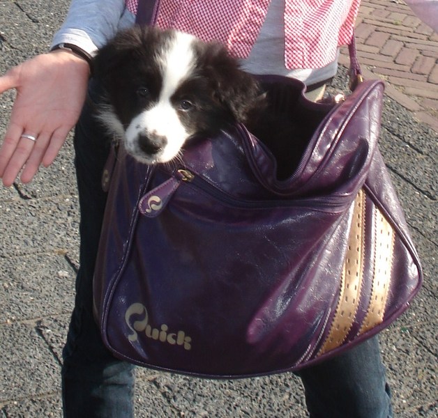 Beste vervoermiddel ooit! je hoeft niks te doen :)