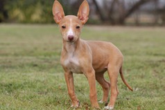 Cirneco dellEtna