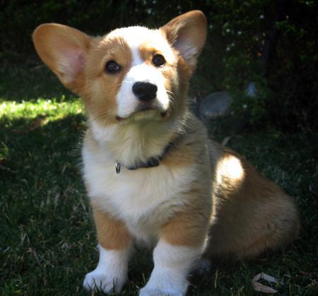Welsh Corgi Cardigan