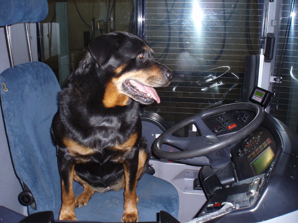 De nieuwe buschauffeur!