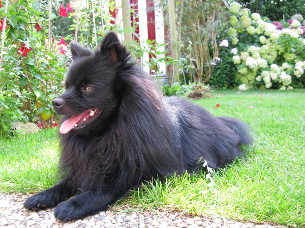 Keeshond, Klein