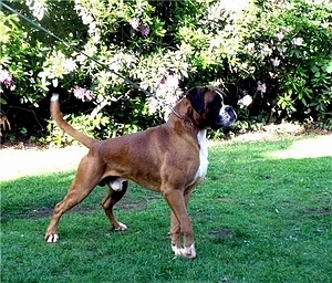 Boxer