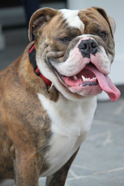Old English Bulldog