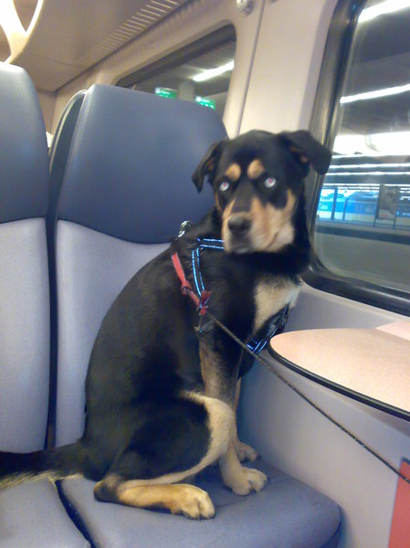 Boris in de trein