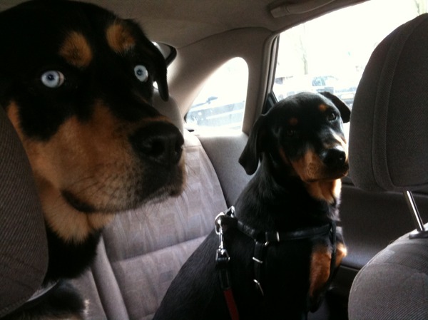 Boris en Bink in de auto