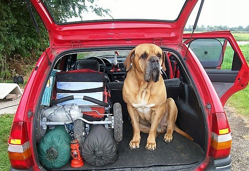 Stado wil ook mee op vakantie